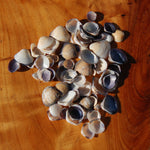 Small Purple Coquina Seashells - 1oz Natural Donax Sea Shells .5-.75in for sale