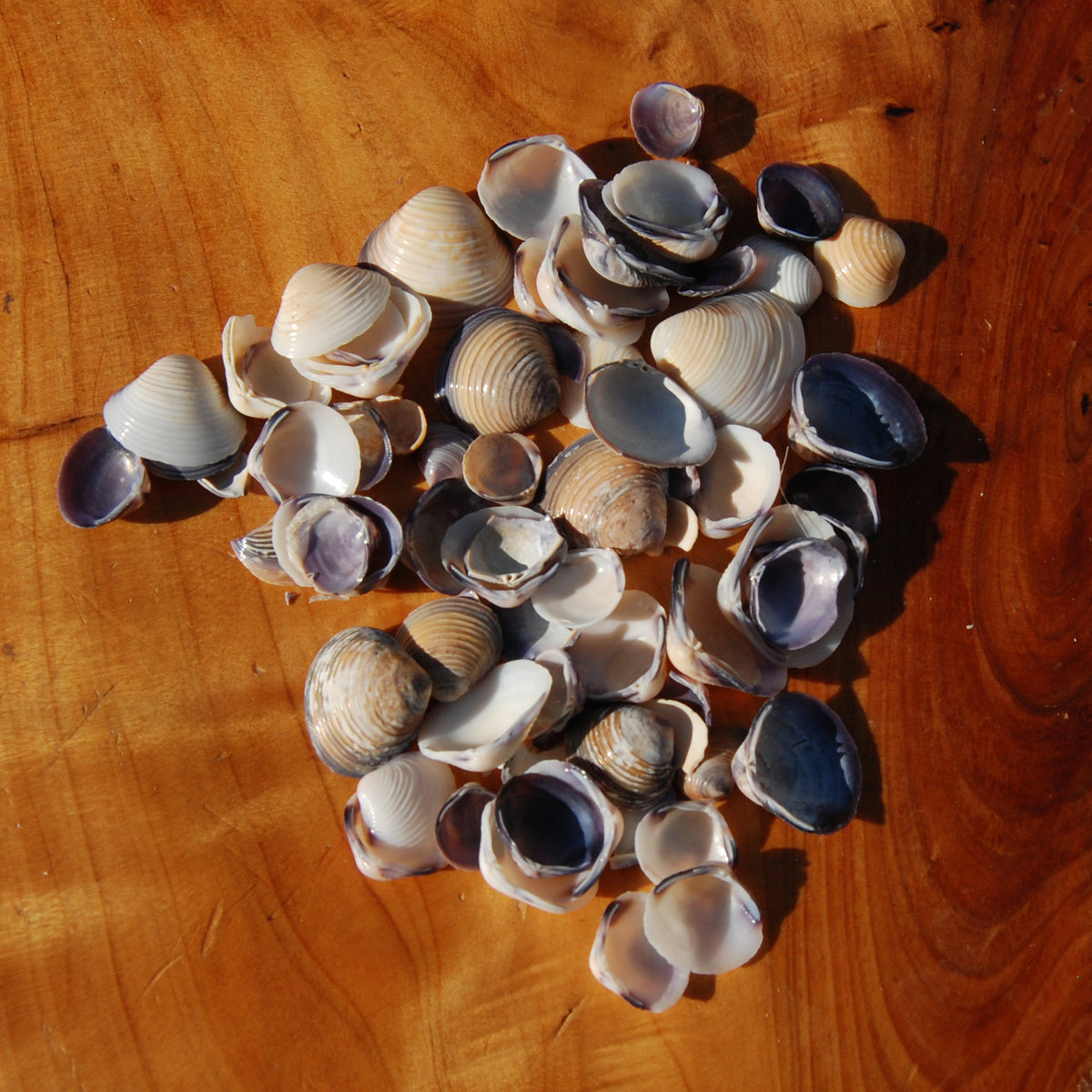 Small Purple Coquina Seashells - 1oz Natural Donax Sea Shells .5-.75in for sale