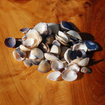 Small Purple Coquina Seashells - 1oz Natural Donax Sea Shells .5-.75in for sale