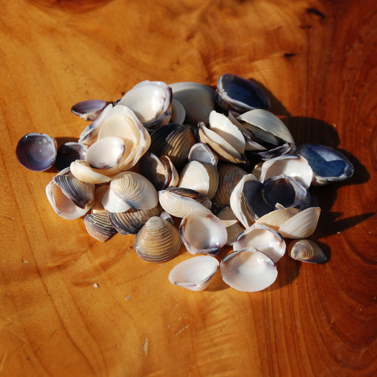 Small Purple Coquina Seashells - 1oz Natural Donax Sea Shells .5-.75in for sale