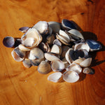 Small Purple Coquina Seashells - 1oz Natural Donax Sea Shells .5-.75in for sale