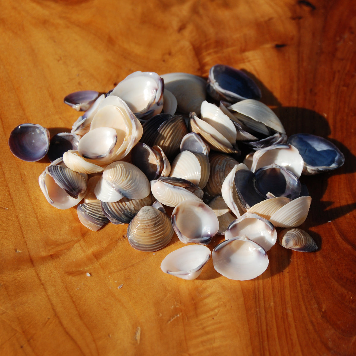 Small Purple Coquina Seashells - 1oz Natural Donax Sea Shells .5-.75in for sale