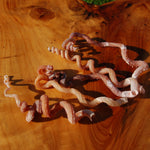 Spiral Worm Seashell - Natural Tenagodus anguinus Sea Shell Curiosity 4-6in for sale