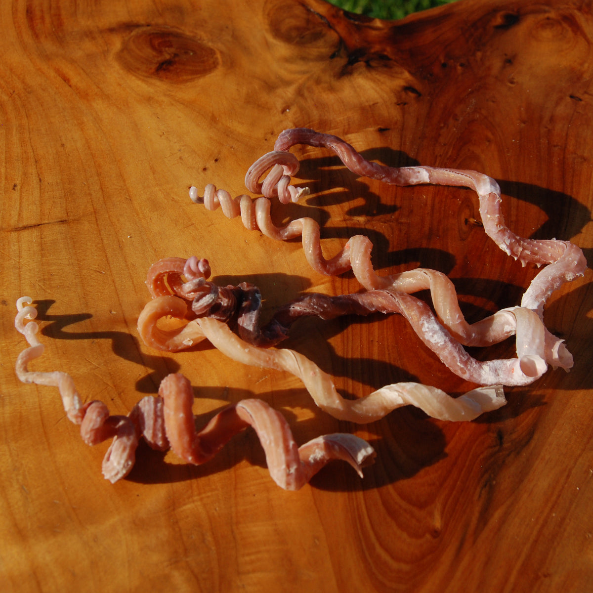 Spiral Worm Seashell - Natural Tenagodus anguinus Sea Shell Curiosity 4-6in for sale