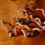 Spiral Worm Seashell - Natural Tenagodus anguinus Sea Shell Curiosity 4-6in for sale