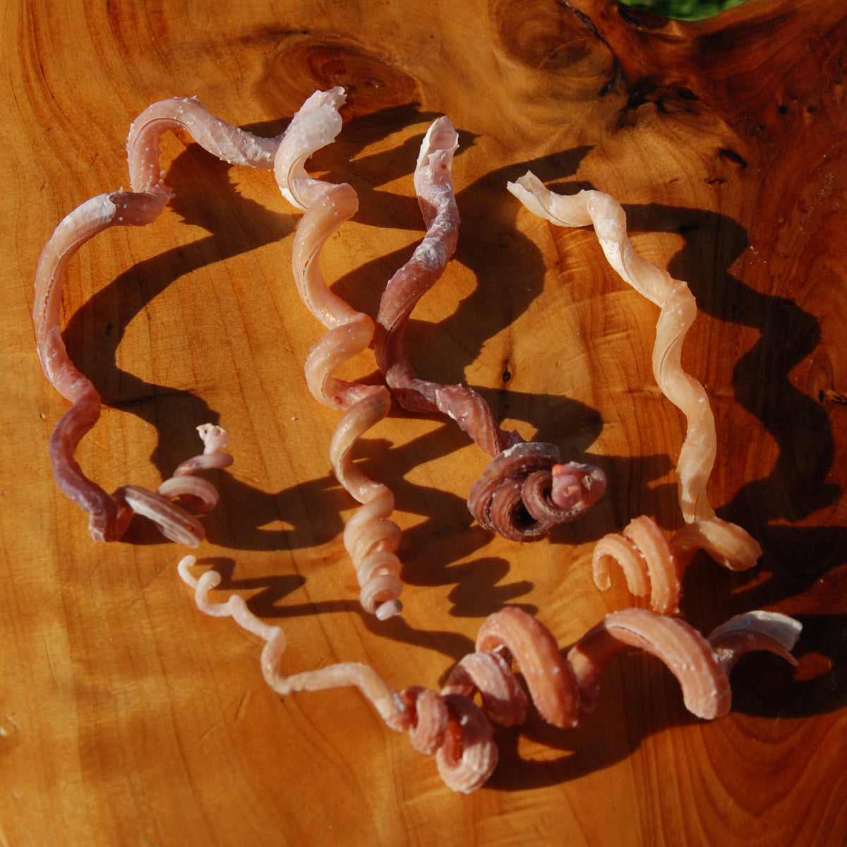 Spiral Worm Seashell - Natural Tenagodus anguinus Sea Shell Curiosity 4-6in for sale