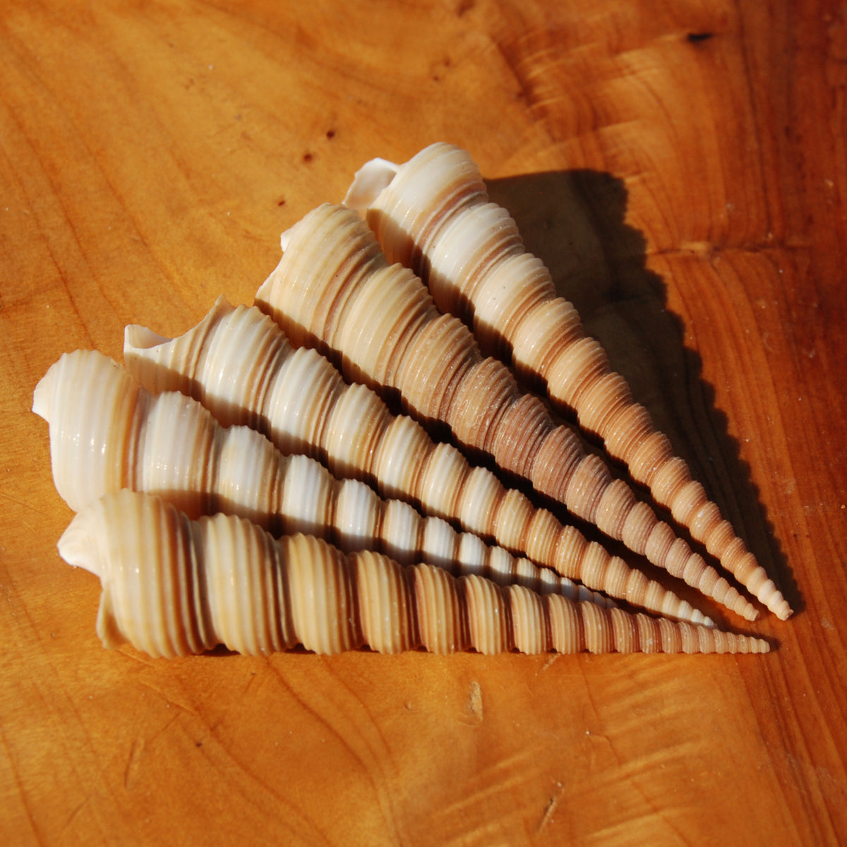 5pcs Large Brown Turritella Seashells 3-4in | Natural Sea Shell Decor