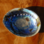 Paua Abalone Shell for sale
