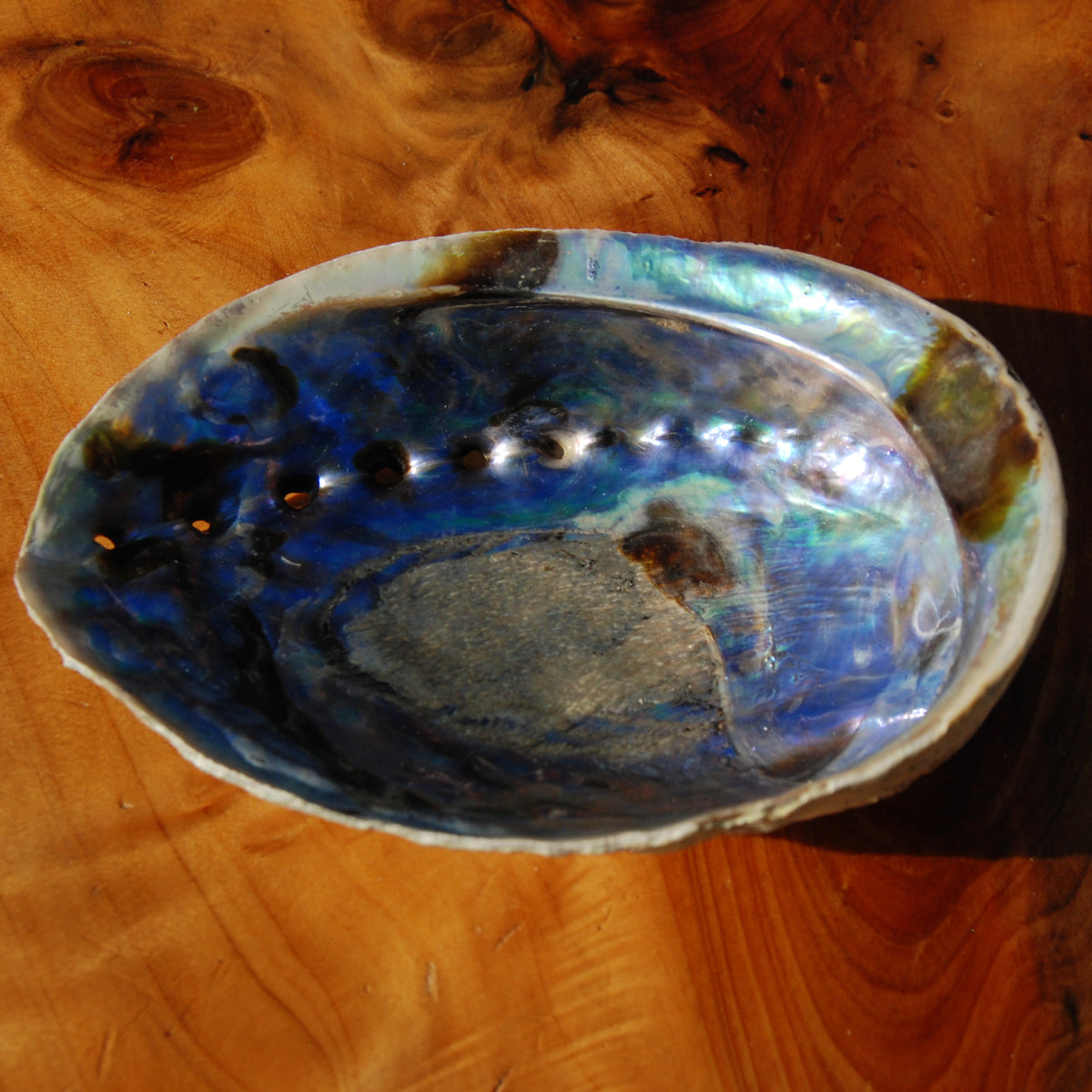 Paua Abalone Shell for sale