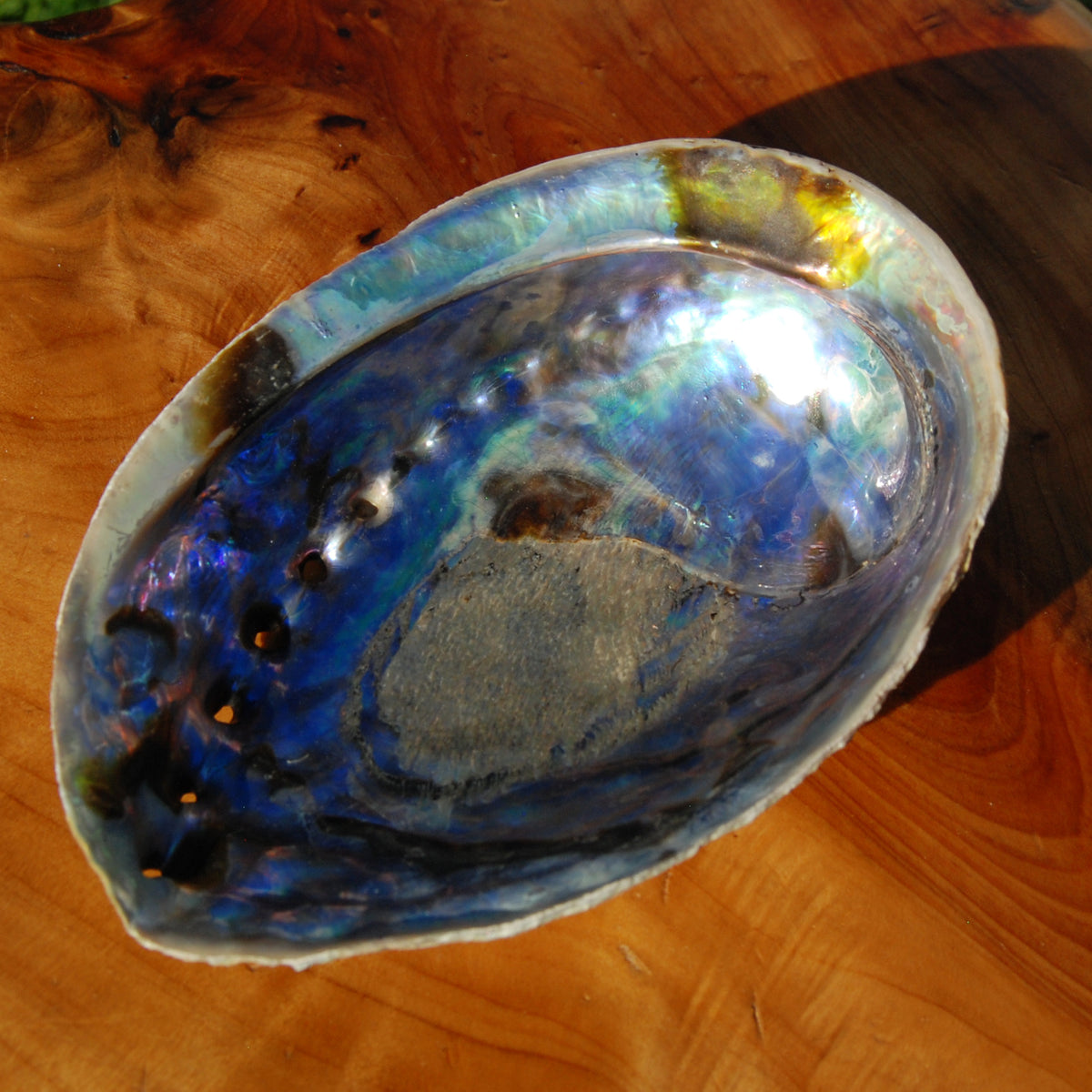 Paua Abalone Shell for sale