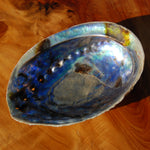 Paua Abalone Shell for sale