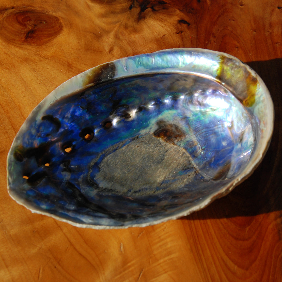Paua Abalone Shell for sale