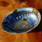 Paua Abalone Shell for sale