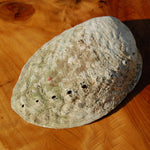Paua Abalone Shell for sale