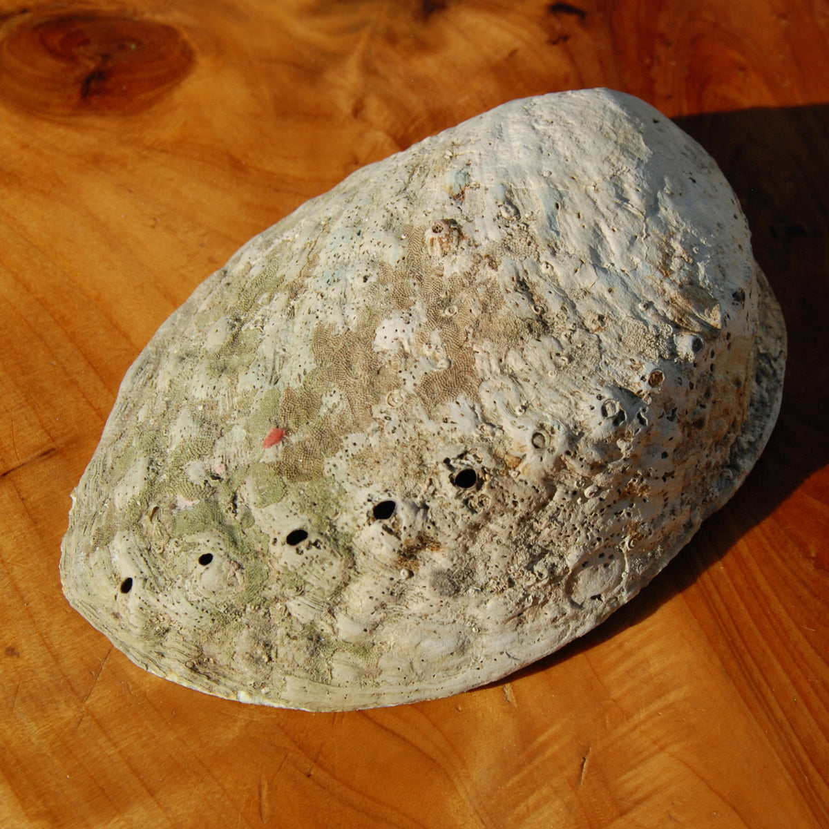 Paua Abalone Shell for sale