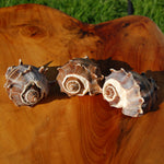 King Crown Conch Shell, Natural Melongena corona Seashells for sale