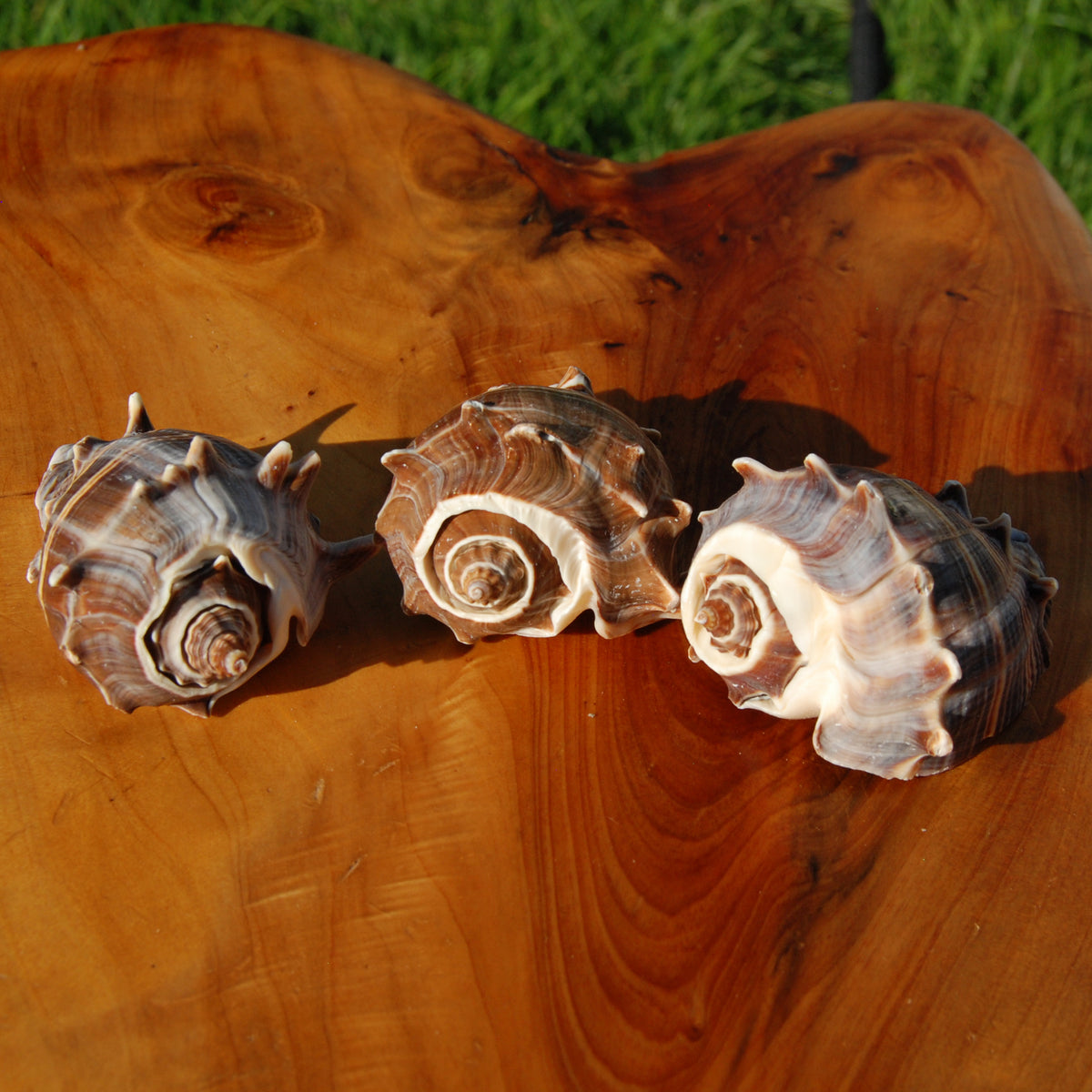 King Crown Conch Shell, Natural Melongena corona Seashells for sale
