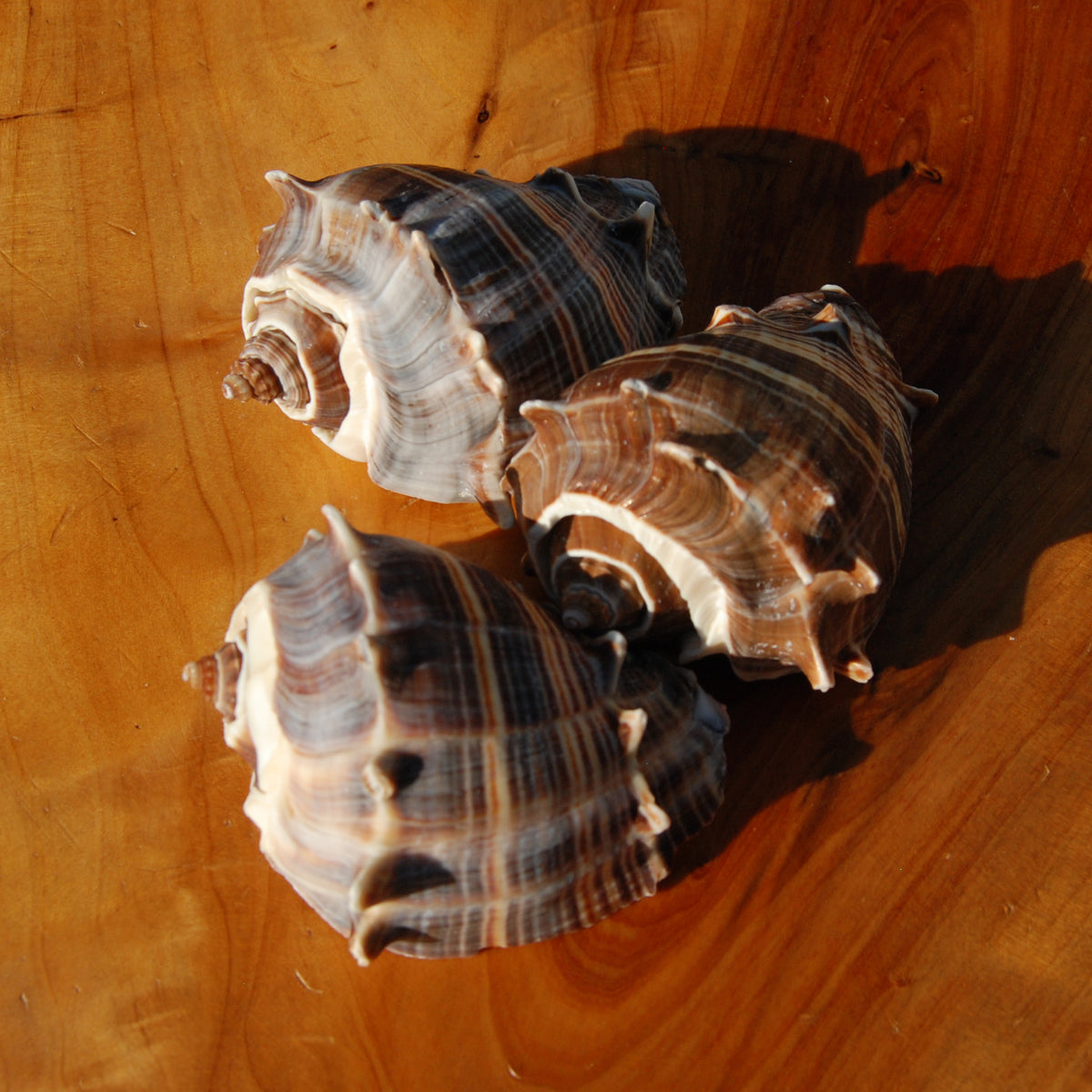 King Crown Conch Shell, Natural Melongena corona Seashells for sale