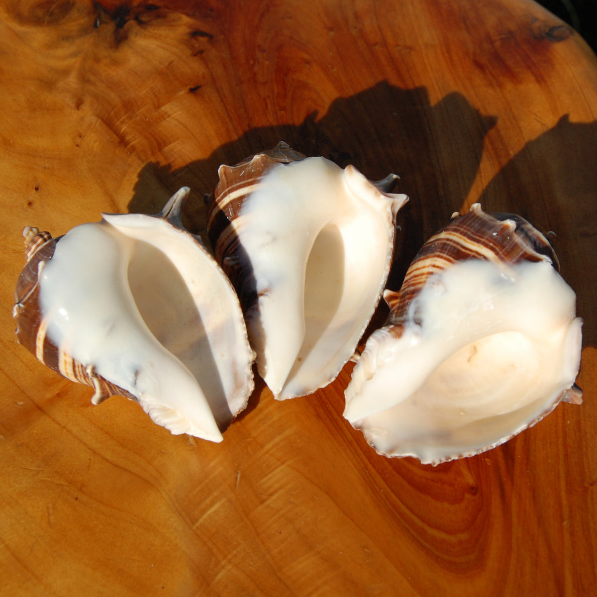 King Crown Conch Shell, Natural Melongena corona Seashells for sale