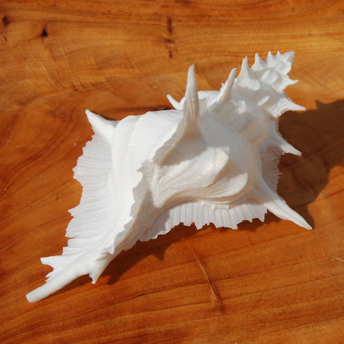 Murex Alabaster Seashell