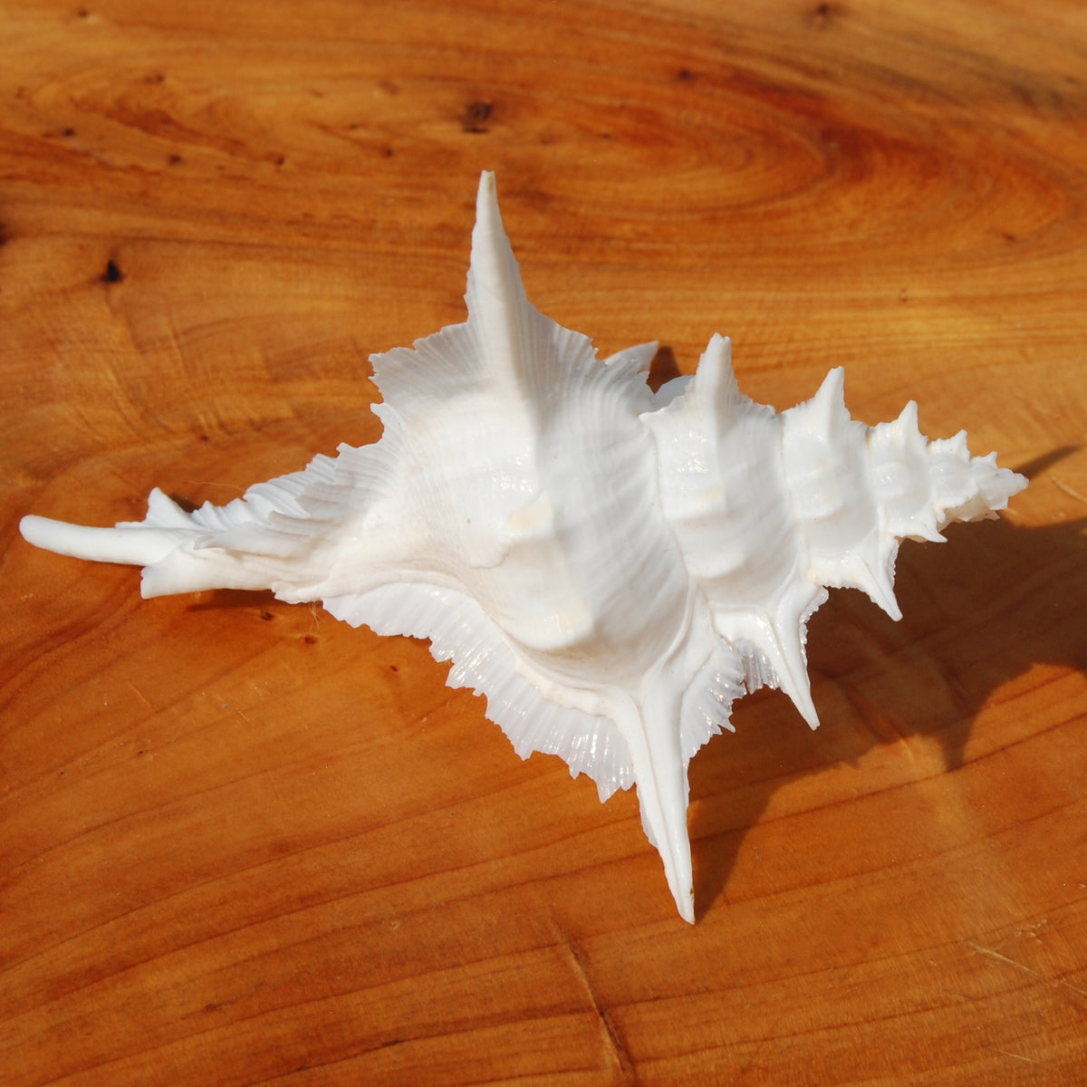 Murex Alabaster Seashell