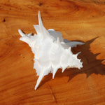 Murex Alabaster Seashell