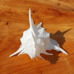 Murex Alabaster Seashell