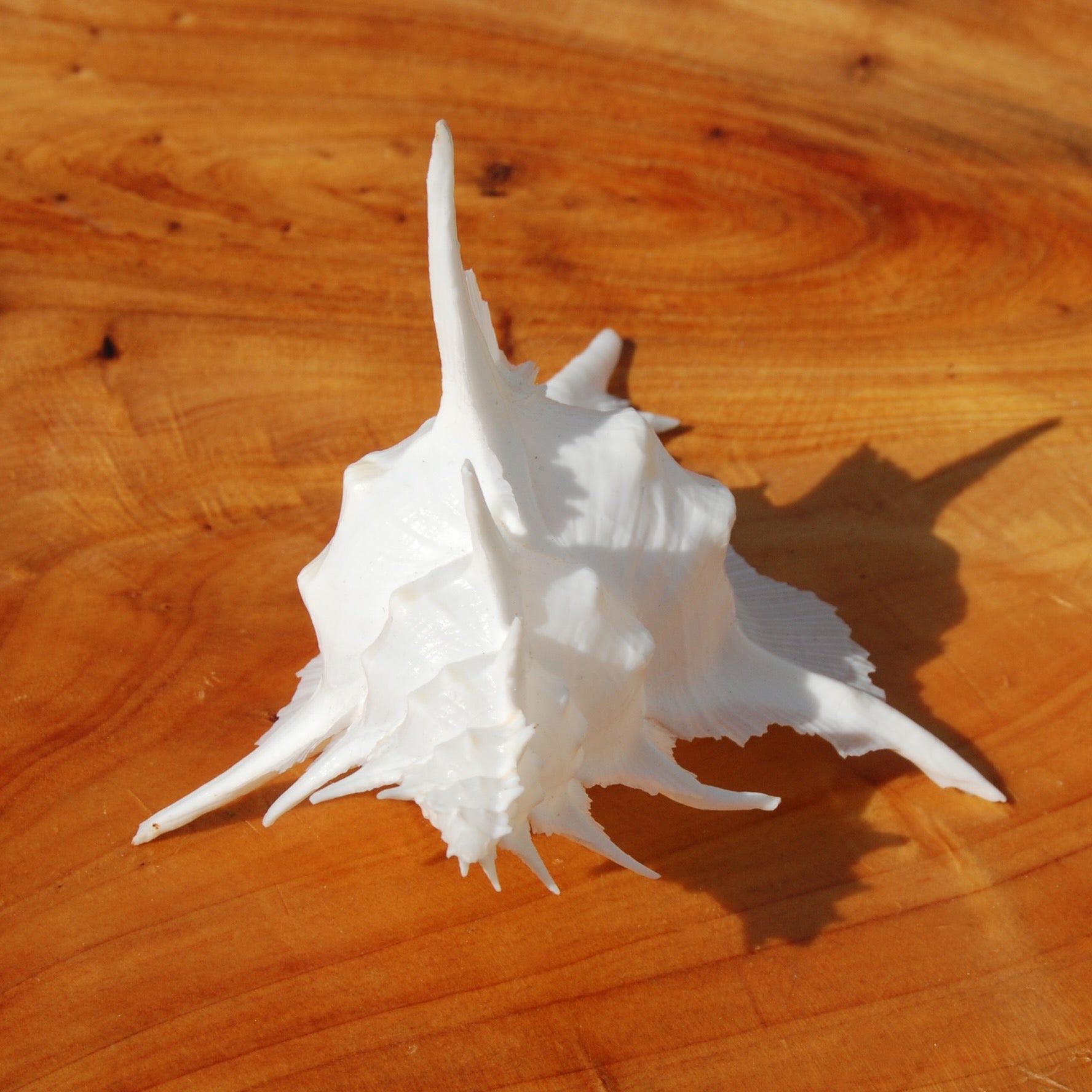 Murex Alabaster Seashell