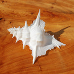 Murex Alabaster Seashell