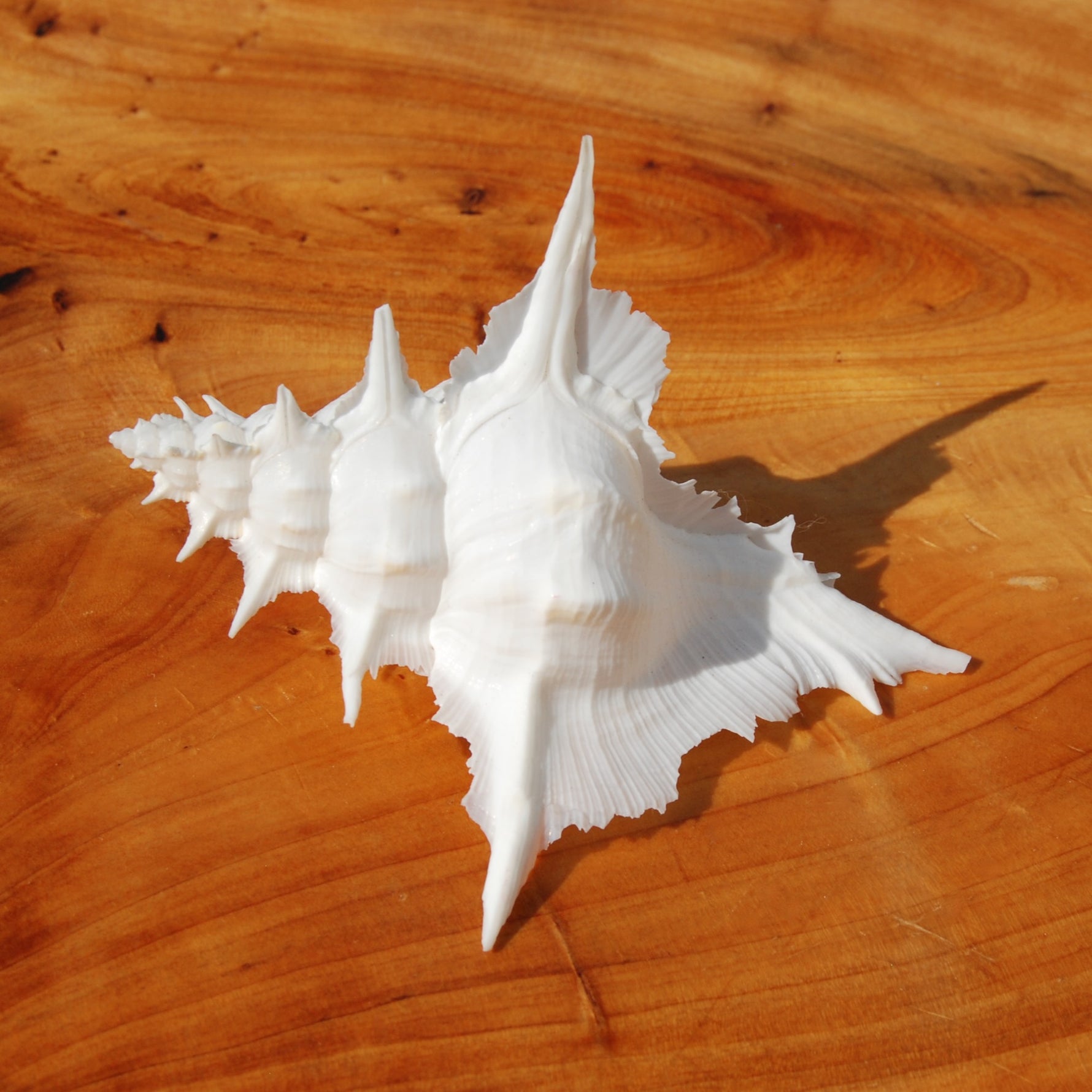 Murex Alabaster Seashell