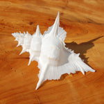 Murex Alabaster Seashell