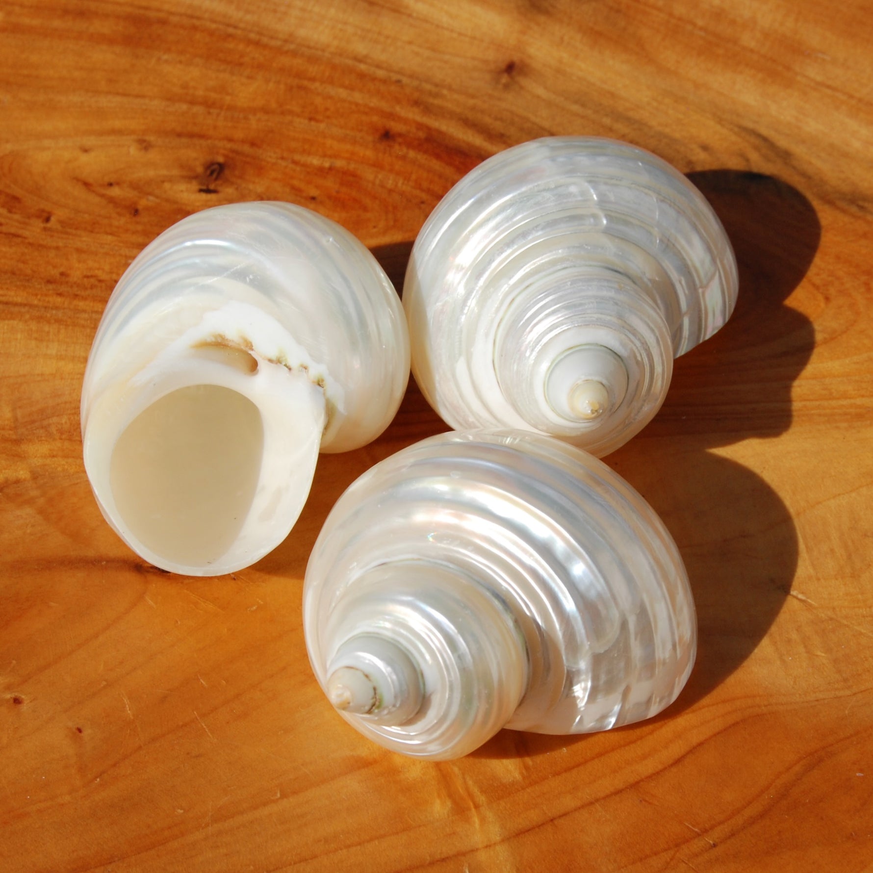 Pearlized Silvermouth Turbo Shell, Polished Mother of Pearl Turbo argyrostoma Seashell