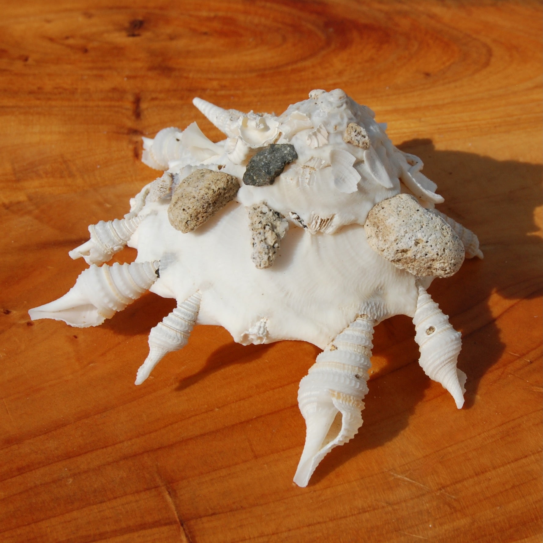 Carrier Shell Xenophoridae Seashell – Rare Sea Shell Collectible