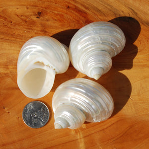 Pearlized Silvermouth Turbo Shell, Polished Mother of Pearl Turbo argyrostoma Seashell