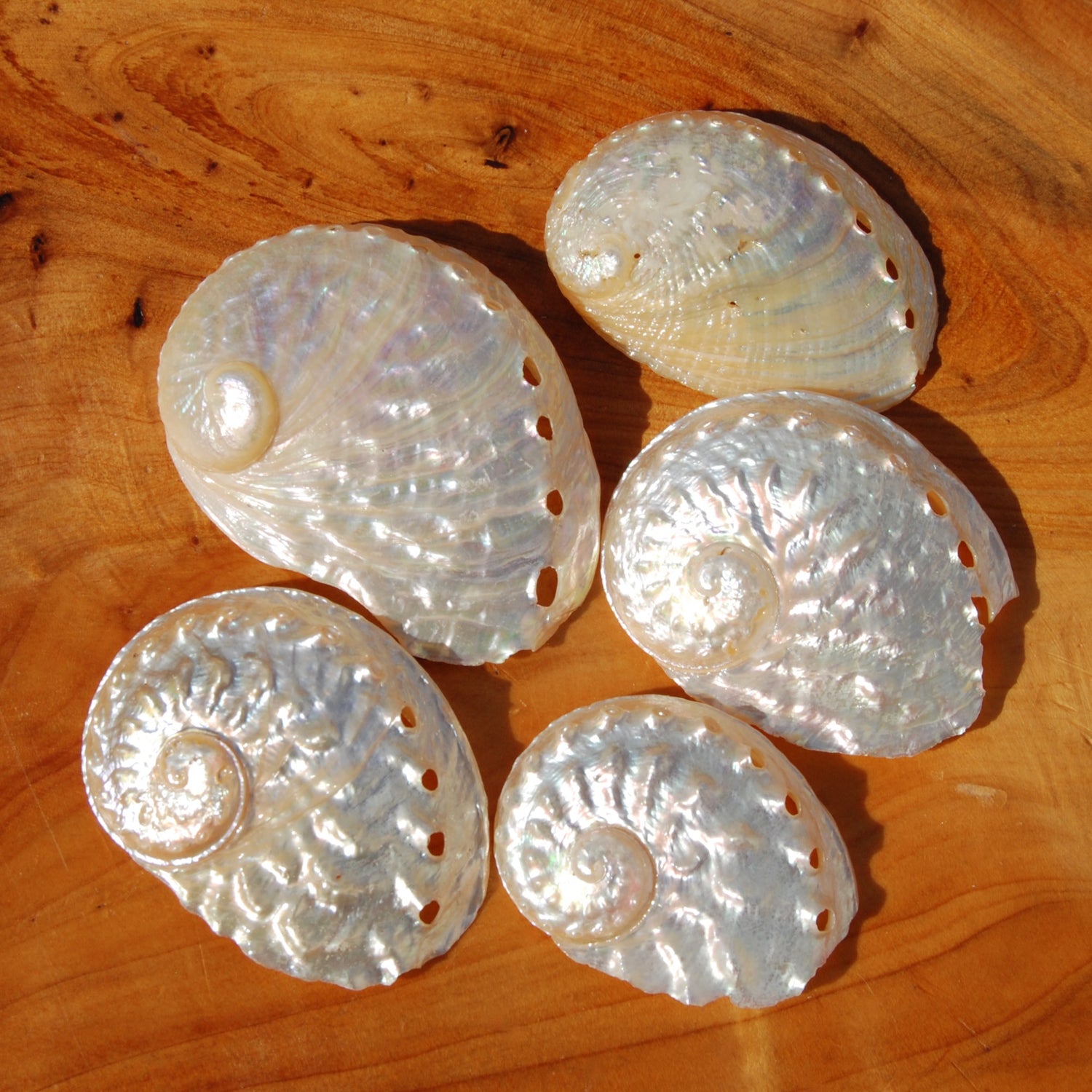 3pc Pearlized Ovina Abalone Shells - Natural Mother of Pearl Haliotis ovina Seashell
