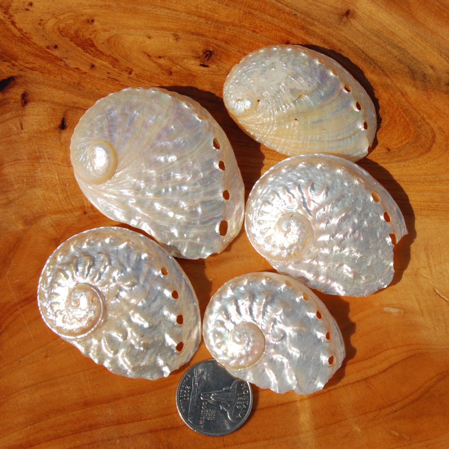3pc Pearlized Ovina Abalone Shells - Natural Mother of Pearl Haliotis ovina Seashell