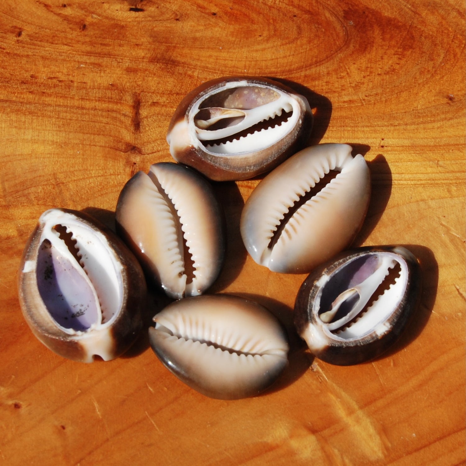 6pc Cut Snakehead Cowrie Shells, Cypraea Caputserpentis Obi Throwing Divination