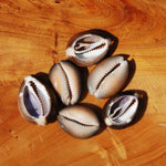 6pc Cut Snakehead Cowrie Shells, Cypraea Caputserpentis Obi Throwing Divination