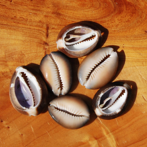 6pc Cut Snakehead Cowrie Shells, Cypraea Caputserpentis Obi Throwing Divination