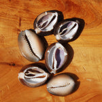 6pc Cut Snakehead Cowrie Shells, Cypraea Caputserpentis Obi Throwing Divination