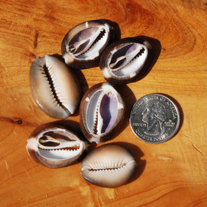 6pc Cut Snakehead Cowrie Shells, Cypraea Caputserpentis Obi Throwing Divination