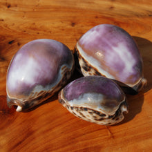 Load image into Gallery viewer, ONE XL Purple Top Tiger Cowrie Shell Cypraea tigris Cowry
