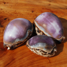 Load image into Gallery viewer, ONE XL Purple Top Tiger Cowrie Shell Cypraea tigris Cowry
