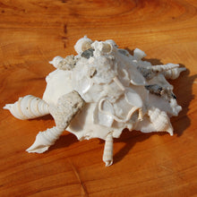 Load image into Gallery viewer, Carrier Shell Xenophoridae Seashell 
