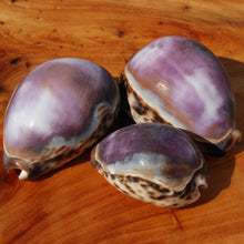 Load image into Gallery viewer, ONE XL Purple Top Tiger Cowrie Shell Cypraea tigris Cowry
