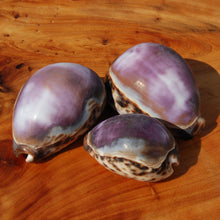 Load image into Gallery viewer, ONE XL Purple Top Tiger Cowrie Shell Cypraea tigris Cowry
