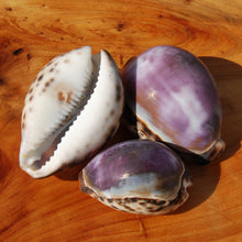 Load image into Gallery viewer, ONE XL Purple Top Tiger Cowrie Shell Cypraea tigris Cowry
