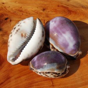 ONE XL Purple Top Tiger Cowrie Shell Cypraea tigris Cowry