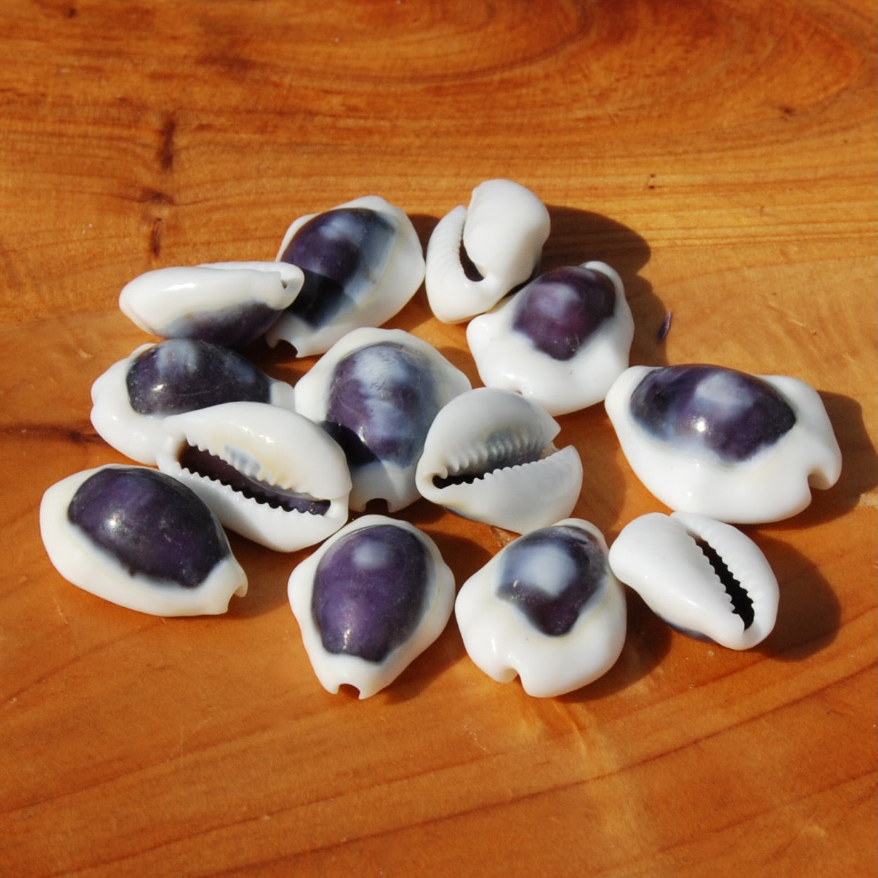 Purple Top Money Cowrie Shells, Cypraea Moneta Cowry Shells