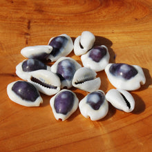 Load image into Gallery viewer, Purple Top Money Cowrie Shells, Cypraea Moneta Cowry Shells
